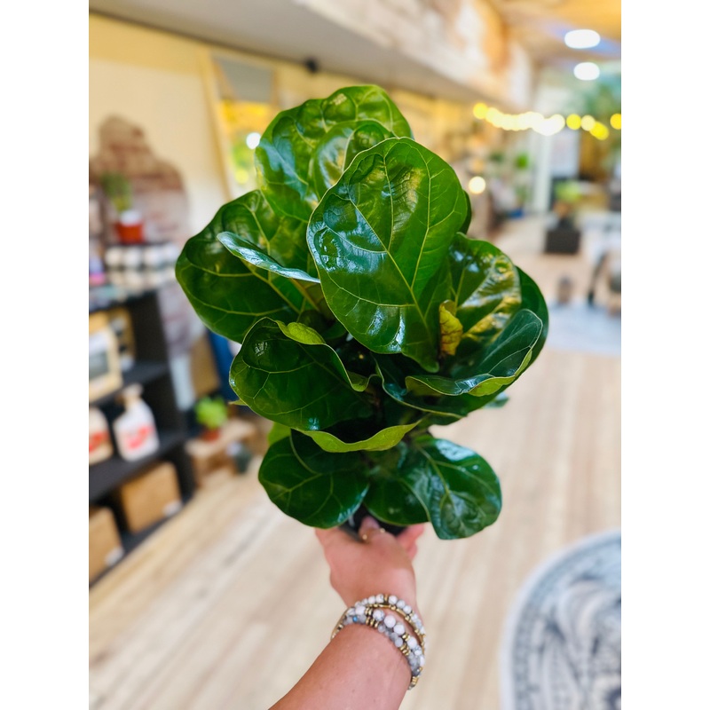 6 Ficus Bambino