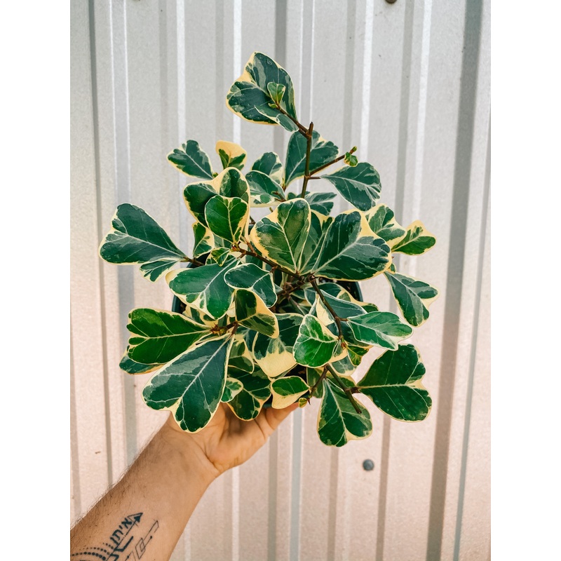 6 Ficus Triangularis Variegated