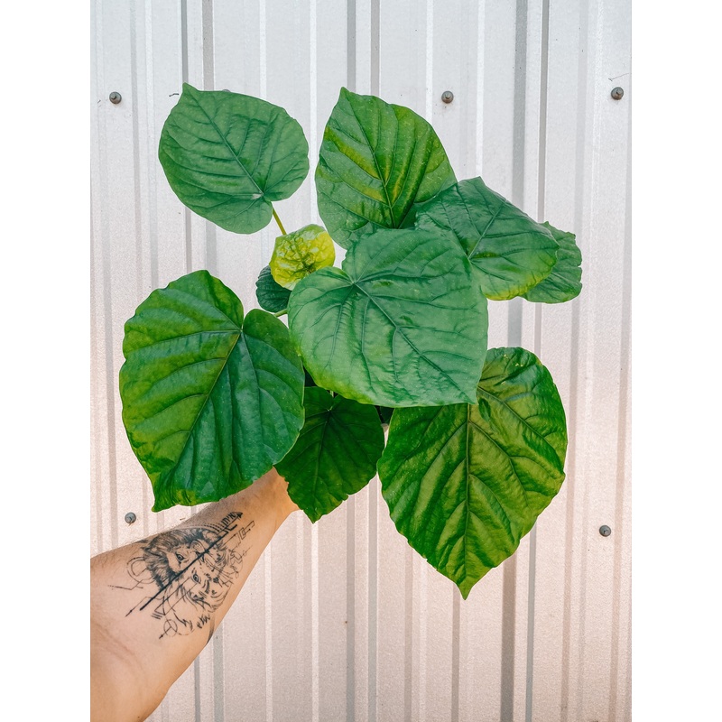 6 Ficus ‘Umbellata’