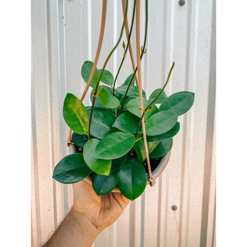 6 Hoya ‘Australis’ (Hanging Basket)