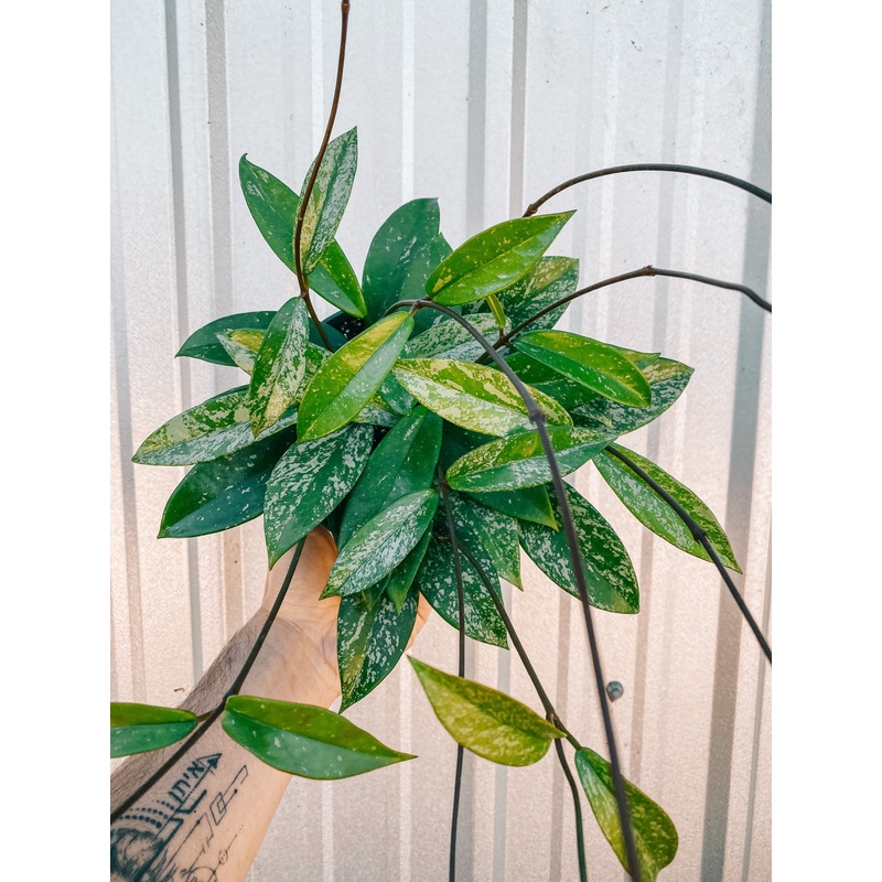 6 Hoya ‘Pubicalyx Splash’
