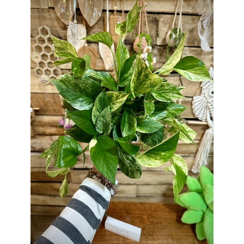 6 Marble Queen Pothos