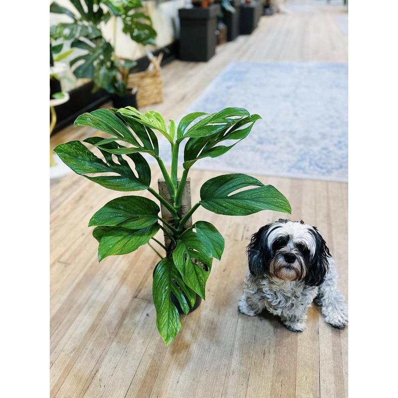 6 Monstera Pinnatipartita Totem