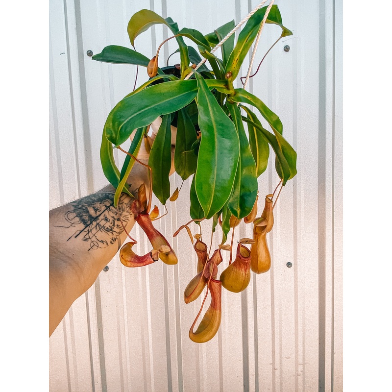6 Nepenthes x Alata ‘Pitcher Plant’