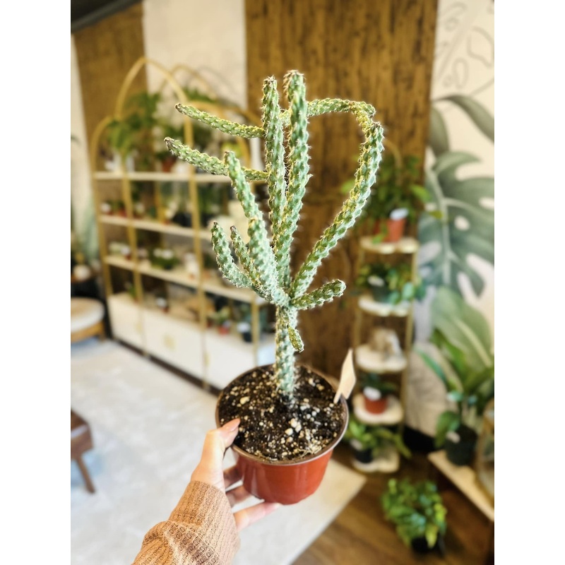6 Opuntia Whipplei
