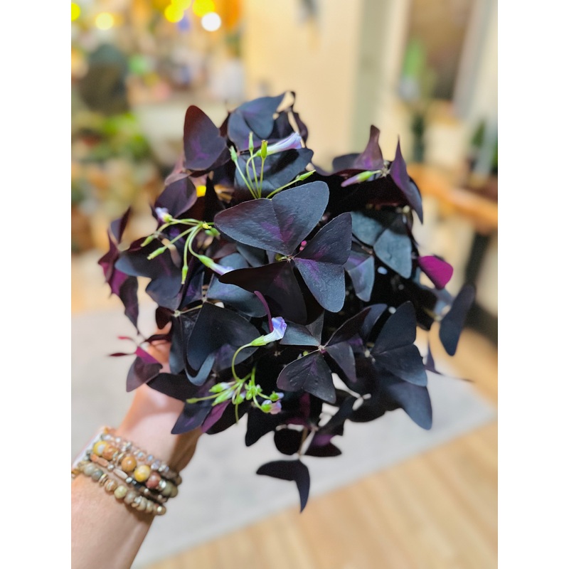 6 Oxalis Purple