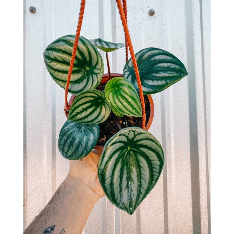 6 Peperomia Argyreia ‘Watermelon’ (Hanging Basket)