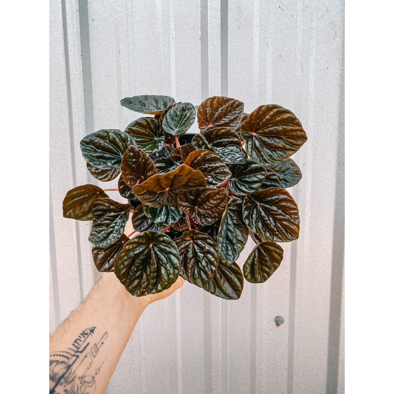 6 Peperomia Caperata ‘Burgundy Ripple’