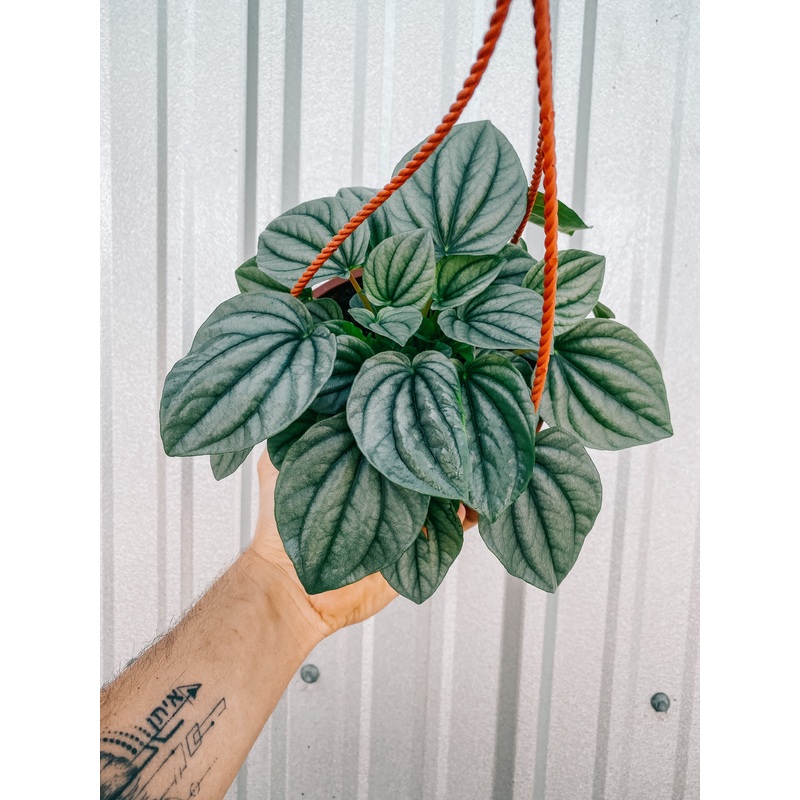 6 Peperomia ‘frost’ (Hanging Basket)