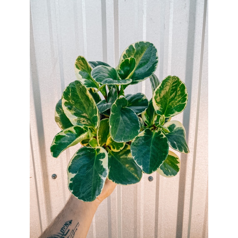 6 Peperomia ‘Golden Gate’