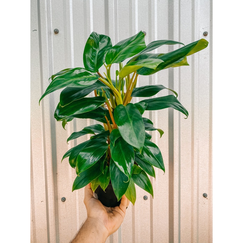 6 Philodendron ‘Eva’