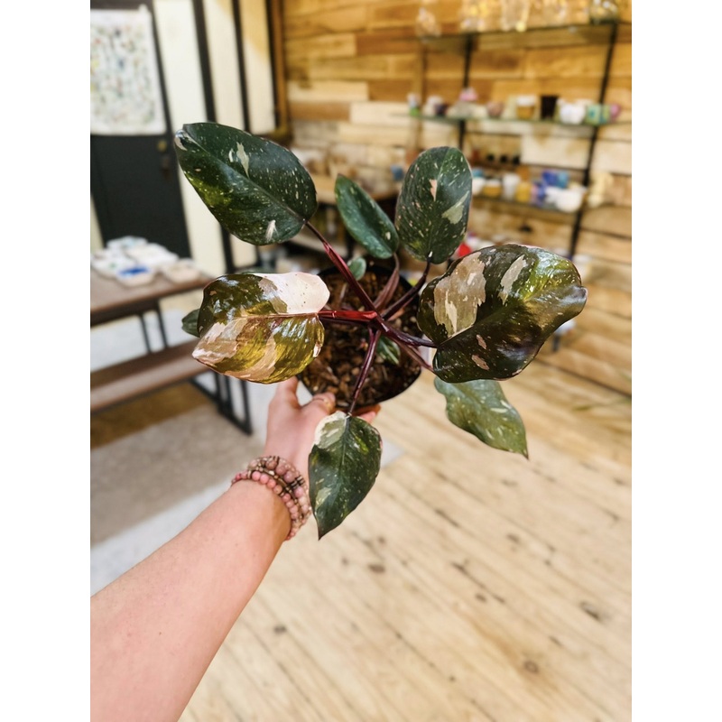 6 Philodendron Red Anderson