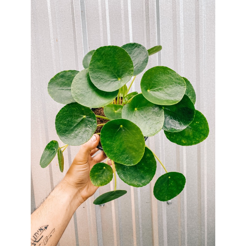 6 Pilea Peperomioides ‘Chinese Money Coin’