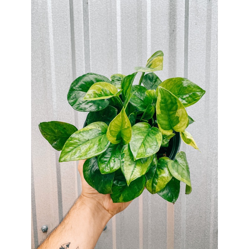 6 Pothos ‘Emerald’