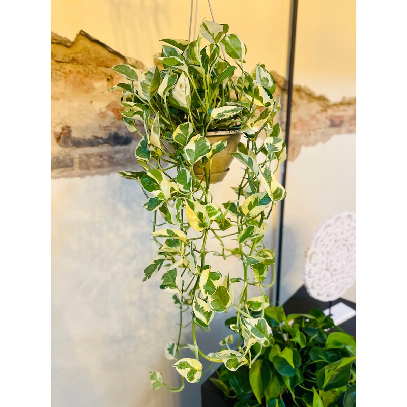 6 Pothos N’Joy Basket
