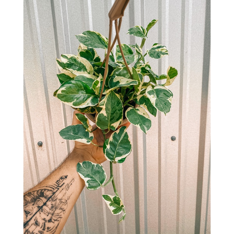 6 Pothos ‘Pearls and Jade’ (Hanging Basket)
