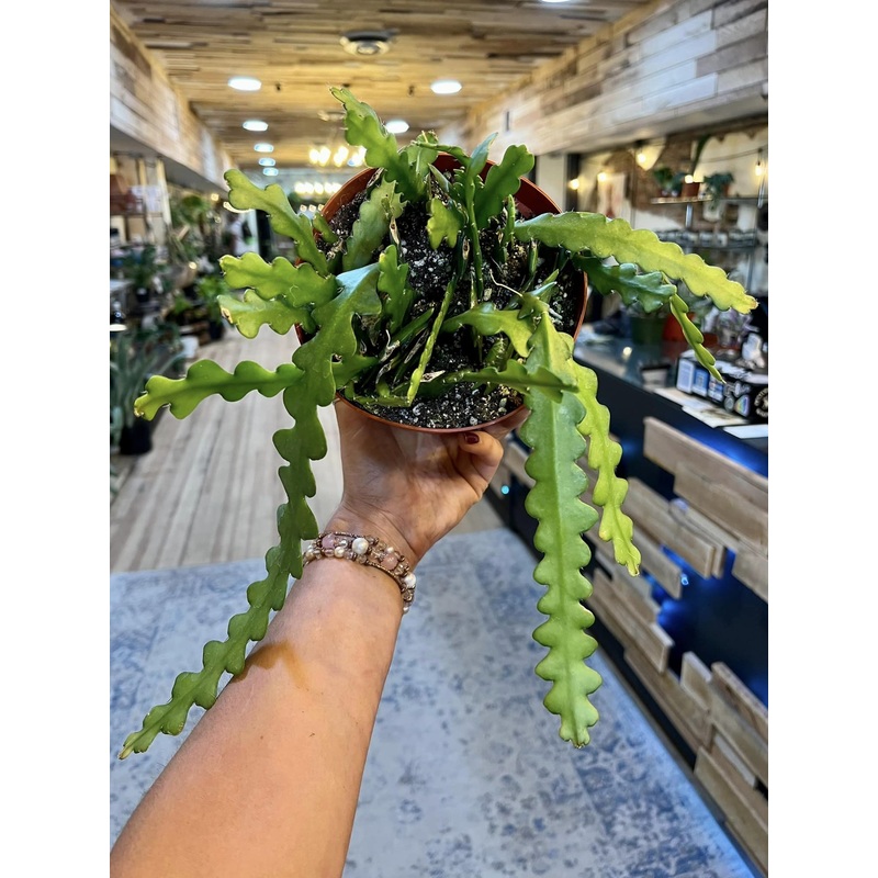 6 Ric Rac Cactus