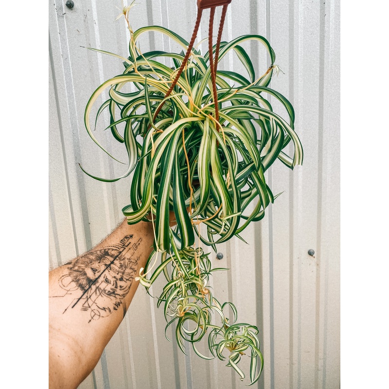 6 Spider Plant ‘Curly Bonnie’ (Hanging Basket)