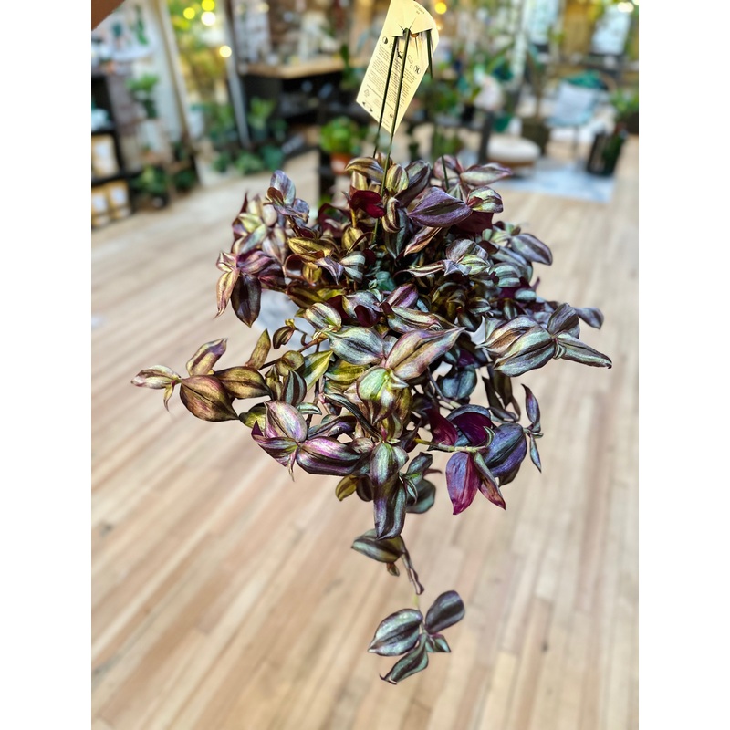 6 Tradescantia Zebrina Basket