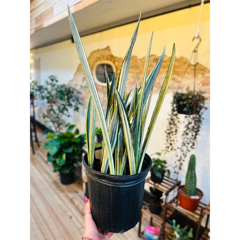 8 Bantel’s Sensation Snake Plant