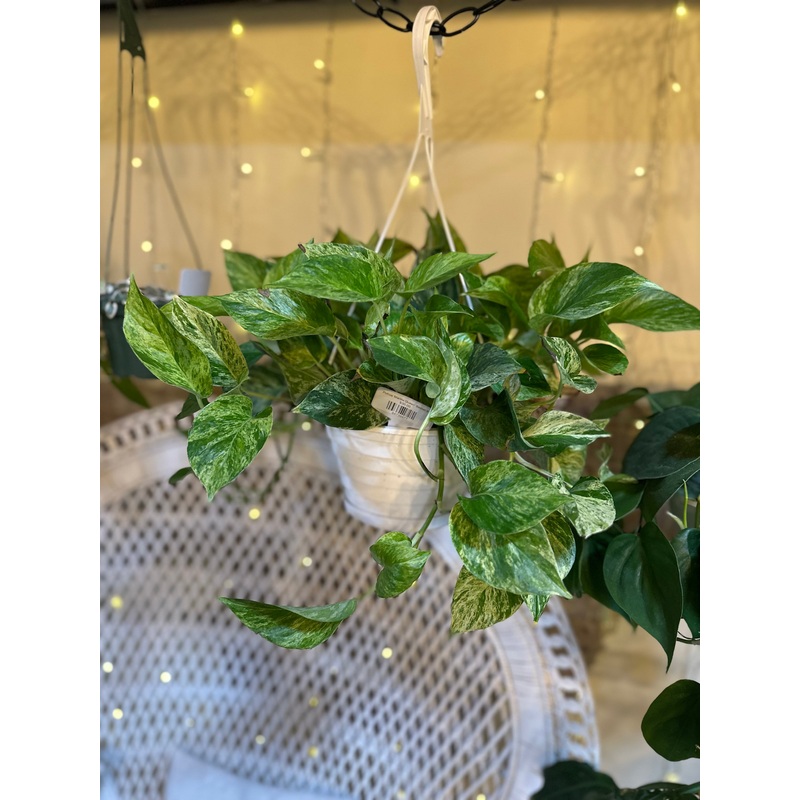 8 Marble Queen Pothos Basket