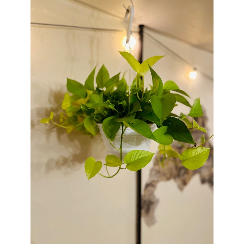 8 Neon Pothos Basket