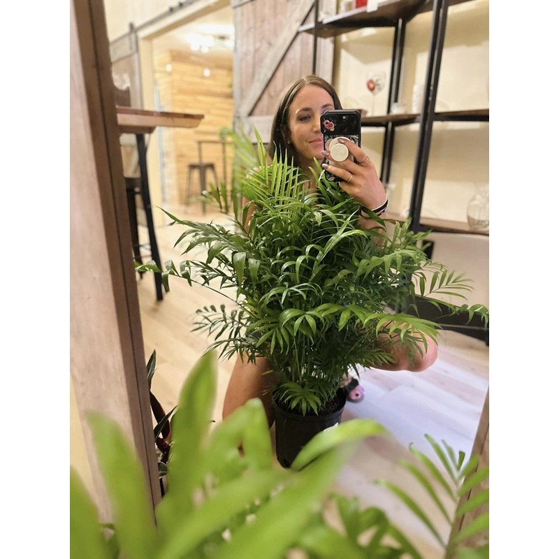 8 Parlor Palm