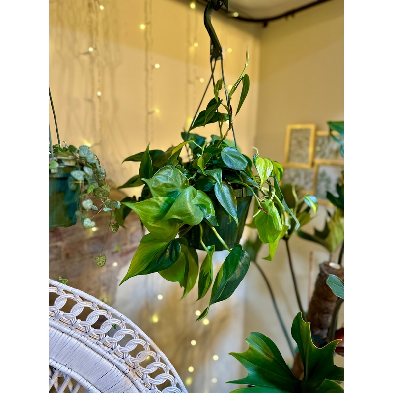 8 Philodendron Brazil Basket