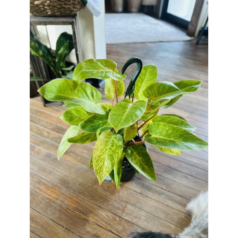 8 Philodendron Painted Lady Basket