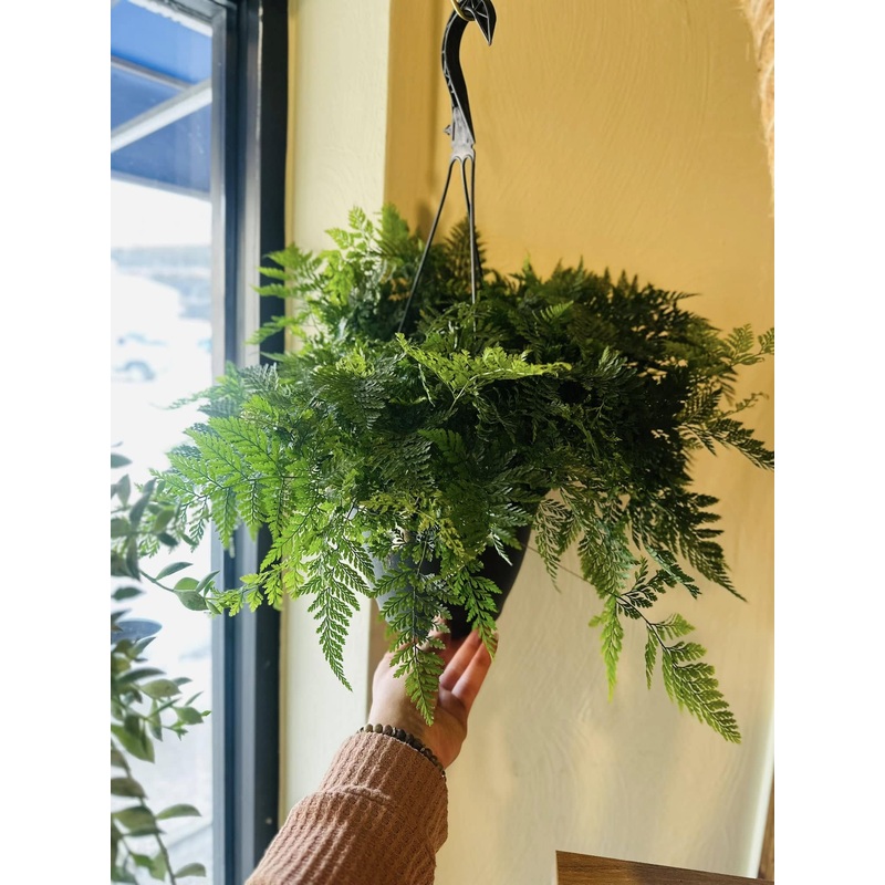 8 Rabbit’s Foot Fern Basket