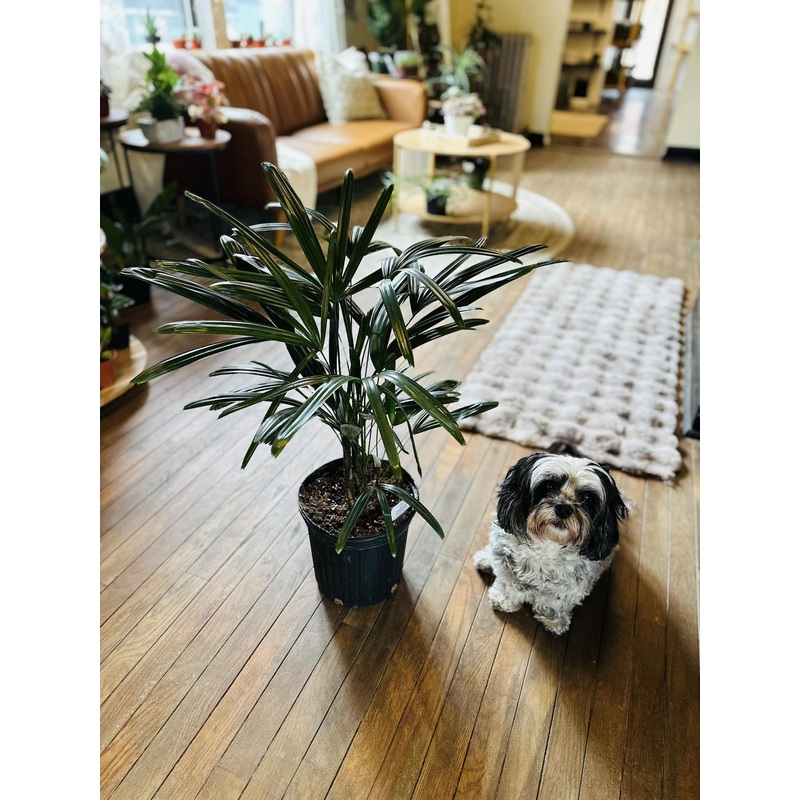 8 Rhapis Palm