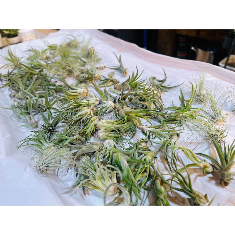 Air Plants|1 for $3|2 for $5|4 for $9|6 for $12|10 for $18