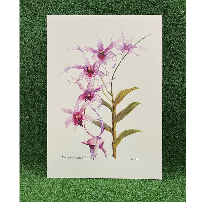 Mdo Dendrobium Caesar Botanical Art Print
