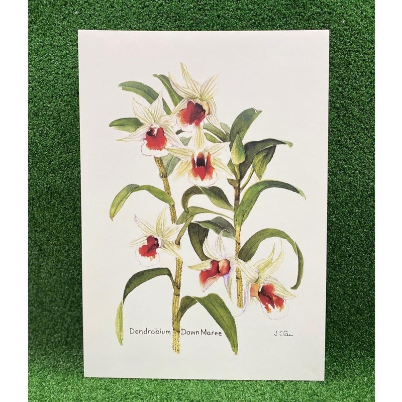 Mdo Dendrobium Dawn Maree Botanical Art Print