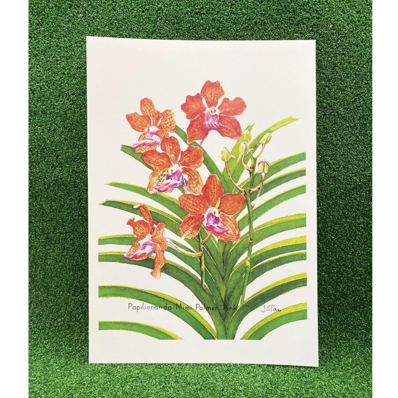 Mdo Papilionanda Mimi Palmer Pink Botanical Art Print