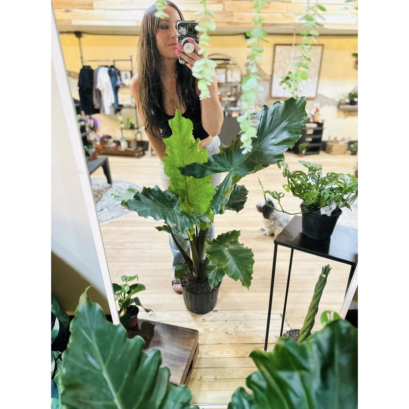 10 Alocasia Portora