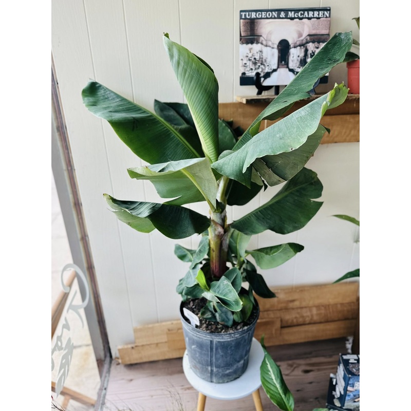 10 Banana Musa Cavendish