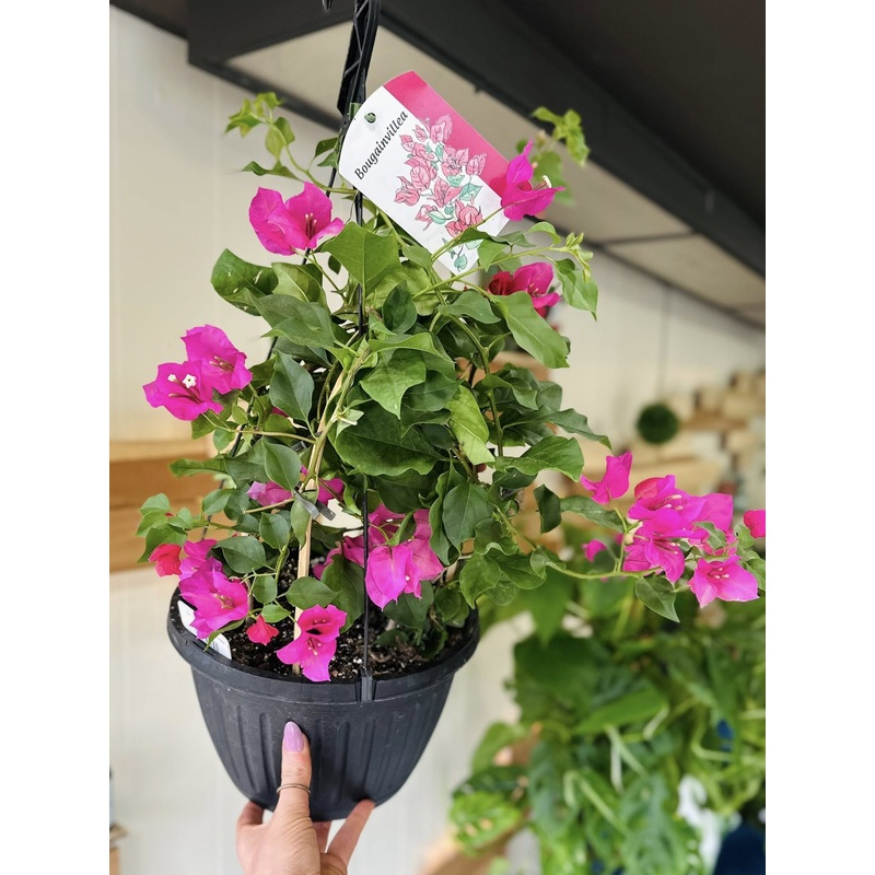 10 Bougainvillea Basket