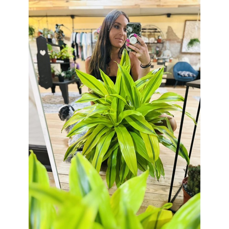 10 Dracaena Kristi Tip