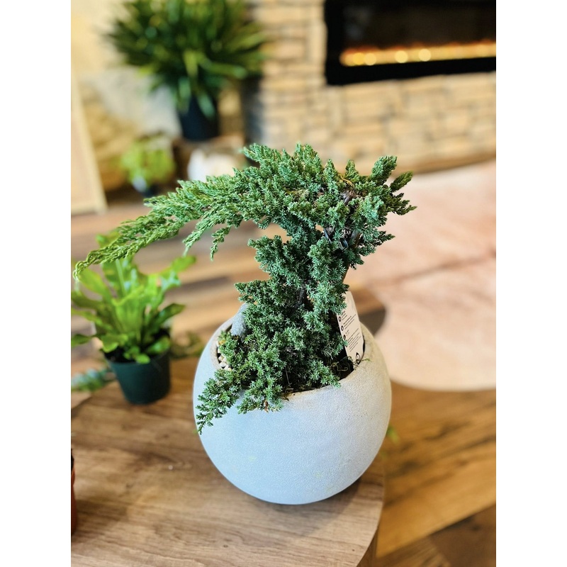 10 Juniper Bonsai