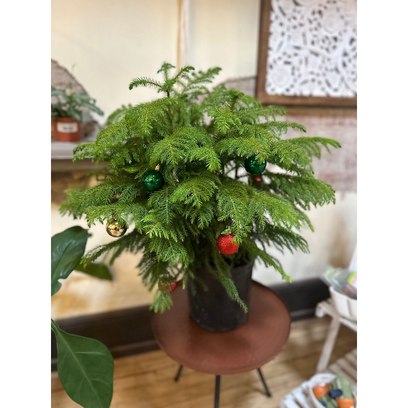 10 Norfolk Pine