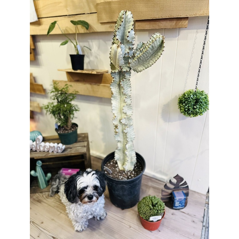 12 Euphorbia Ammak
