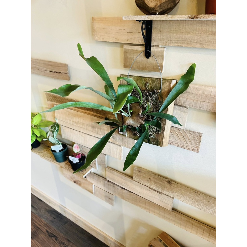 12 Fern Staghorn on Cedar Plaque