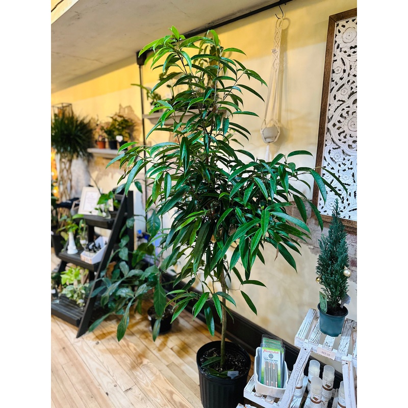 12 Ficus Alii