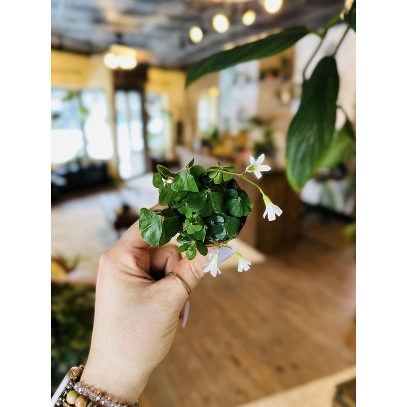 2.5 Oxalis Green