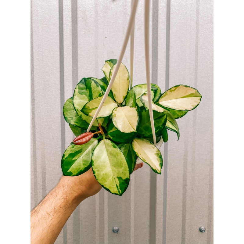 4.5 Hoya ‘Australis Lisa’ (Hanging Basket)