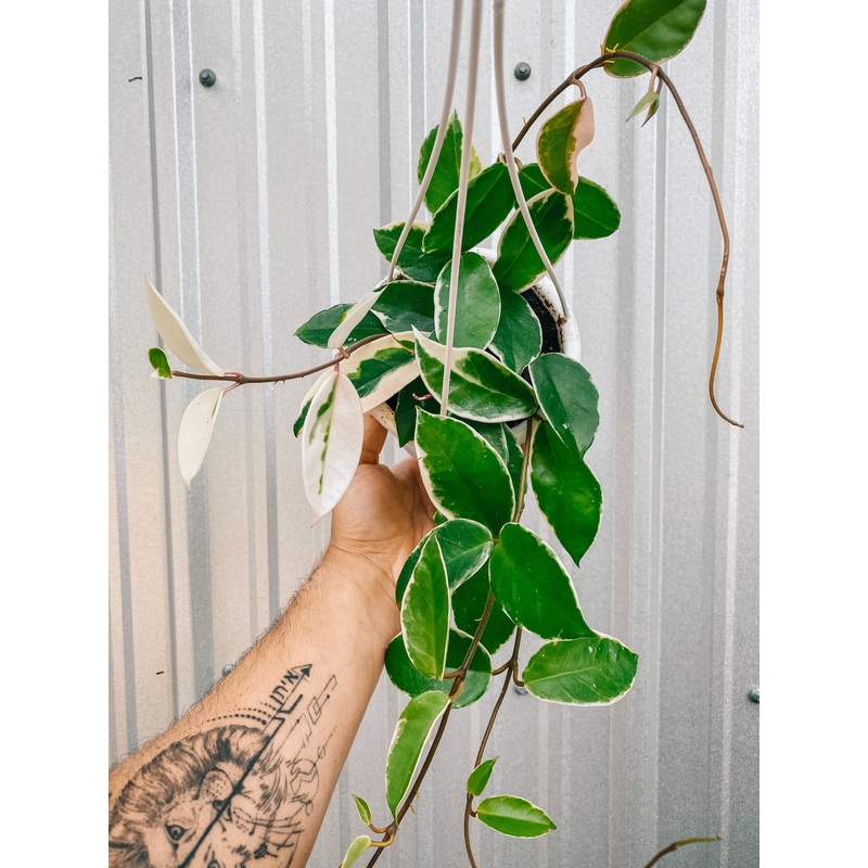 4.5 Hoya ‘Krimson Queen’ (Hanging Basket)