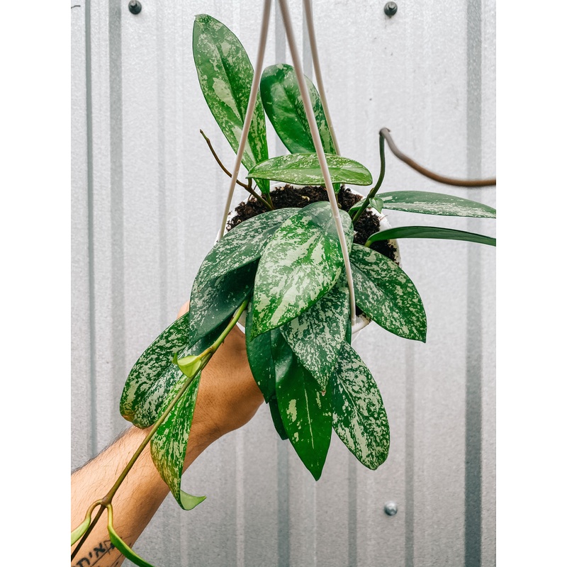 4.5 Hoya Pubicalyx Splash  (hanging basket)