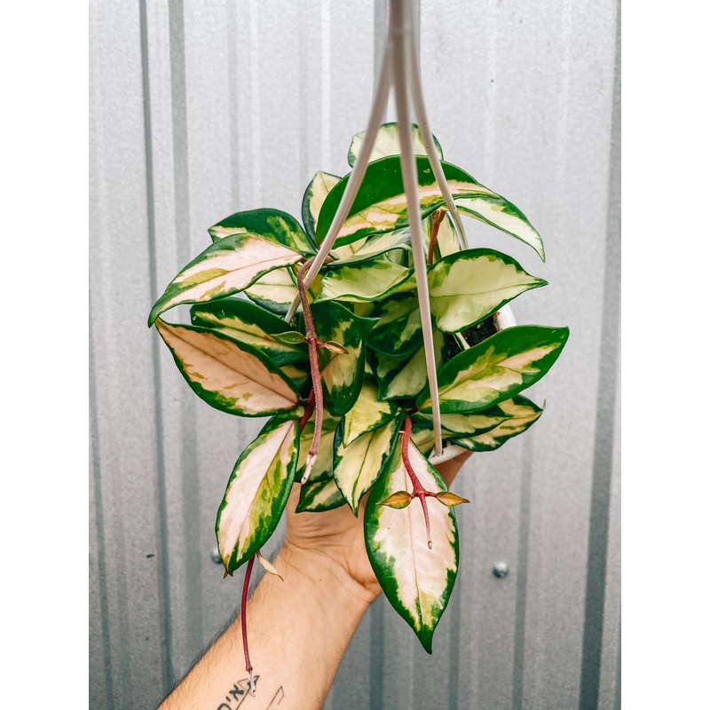 4.5 Hoya ‘Tricolor’ (Hoya ‘Krimson Princess’) (Hanging Basket)
