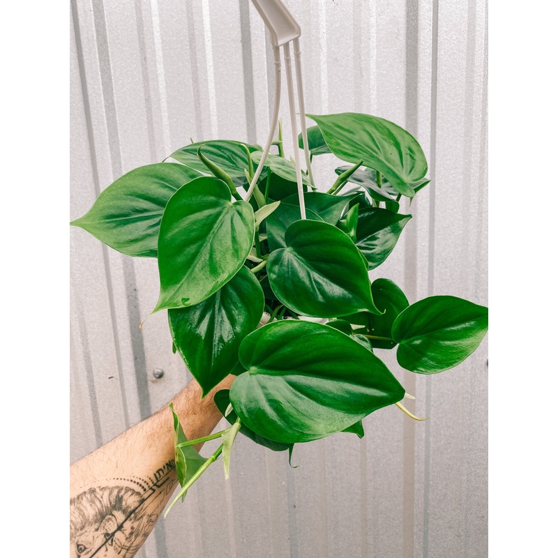 4.5 Philodendron ‘Cordatum’ (Hanging Basket)